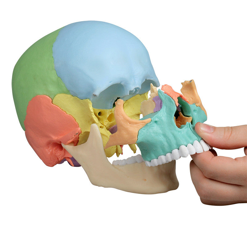 Erler Zimmer 22 Part Disarticulated Skull, Didactic color, 4708
