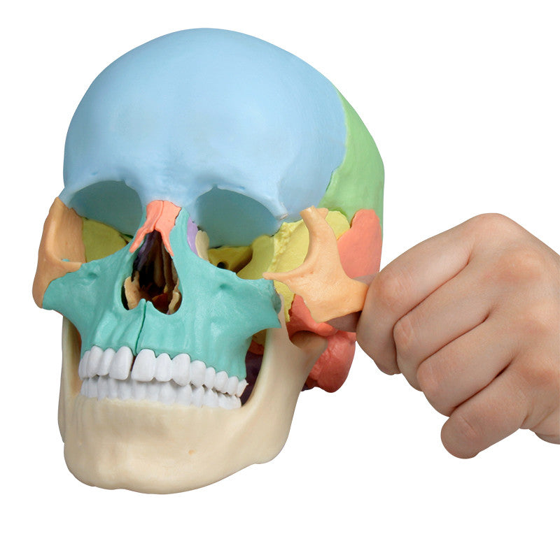 Erler Zimmer 22 Part Disarticulated Skull, Didactic color, 4708