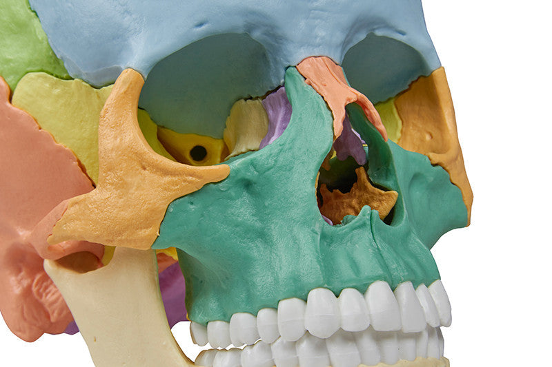 Erler Zimmer 22 Part Disarticulated Skull, Didactic color, 4708