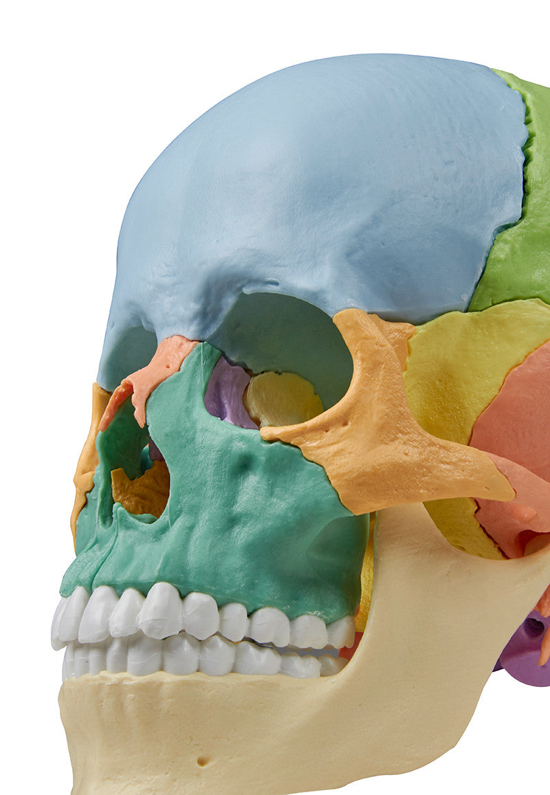 Erler Zimmer 22 Part Disarticulated Skull, Didactic color, 4708