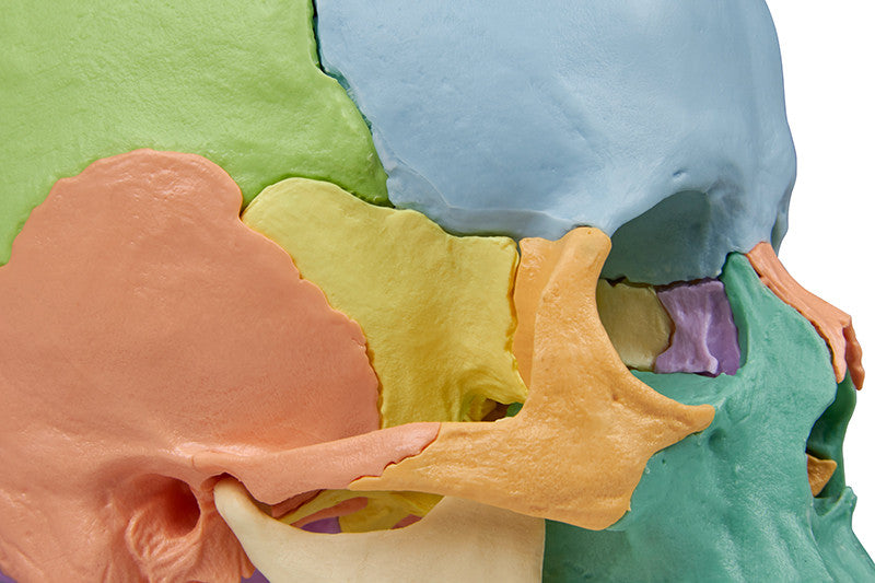 Erler Zimmer 22 Part Disarticulated Skull, Didactic color, 4708