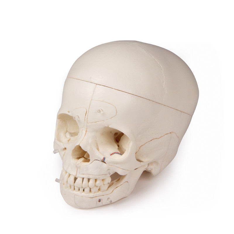 Luxury demonstration Children‘s skull, 14 parts