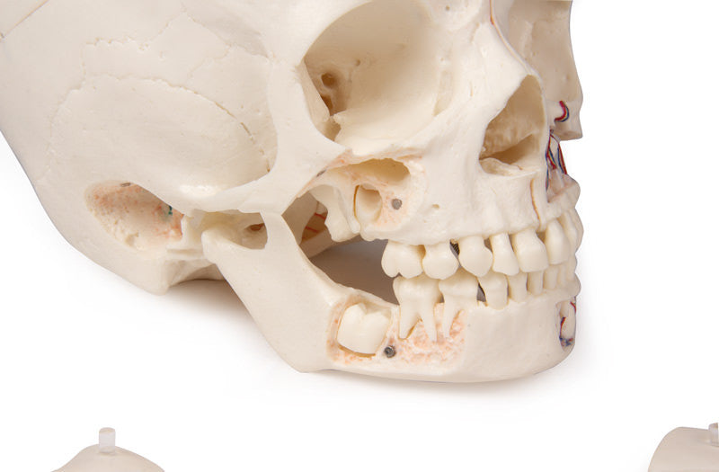 Luxury demonstration Children‘s skull, 14 parts