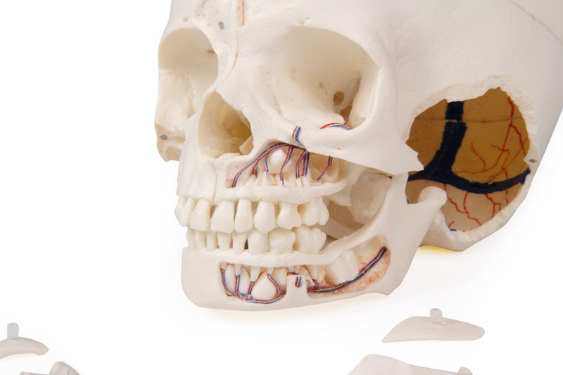 Luxury demonstration Children‘s skull, 14 parts