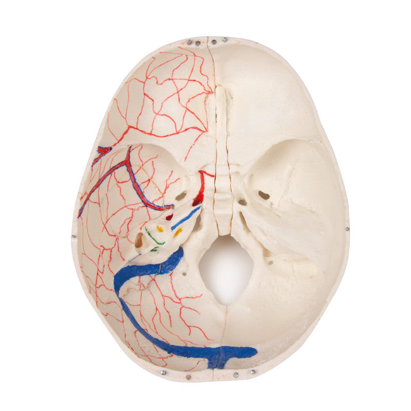 Luxury demonstration Children‘s skull, 14 parts
