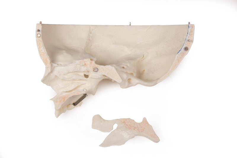 Luxury demonstration Children‘s skull, 14 parts