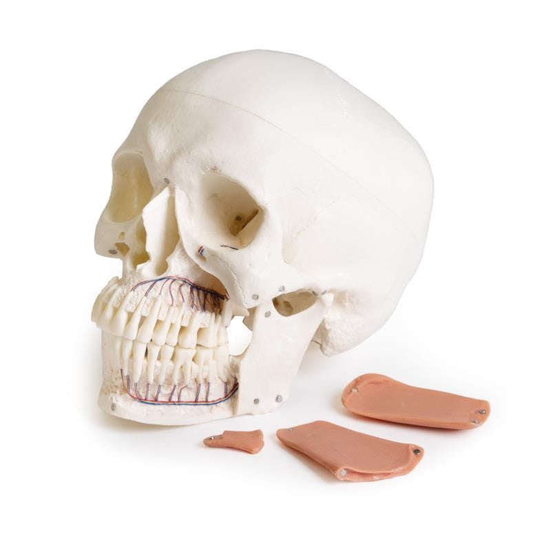 Skull model for dentistry with TMJ syndrome, 8 parts