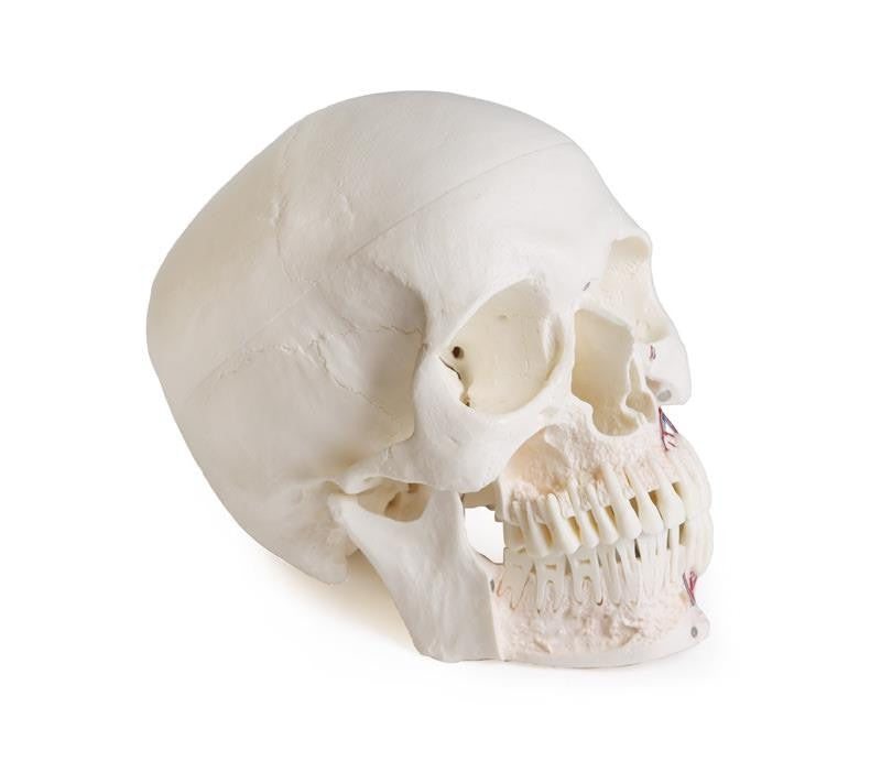 Skull model for dentistry with TMJ syndrome, 8 parts