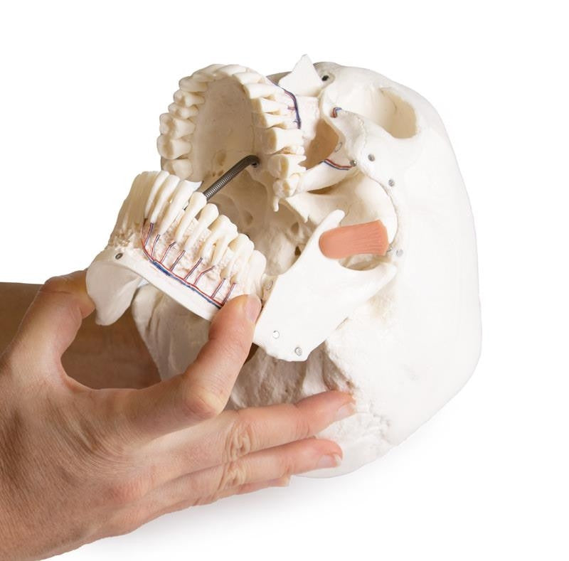 Skull model for dentistry with TMJ syndrome, 8 parts