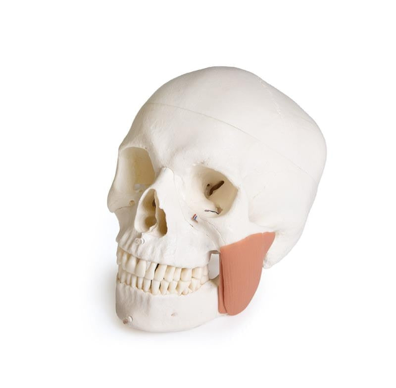 Skull model for dentistry with TMJ syndrome, 8 parts