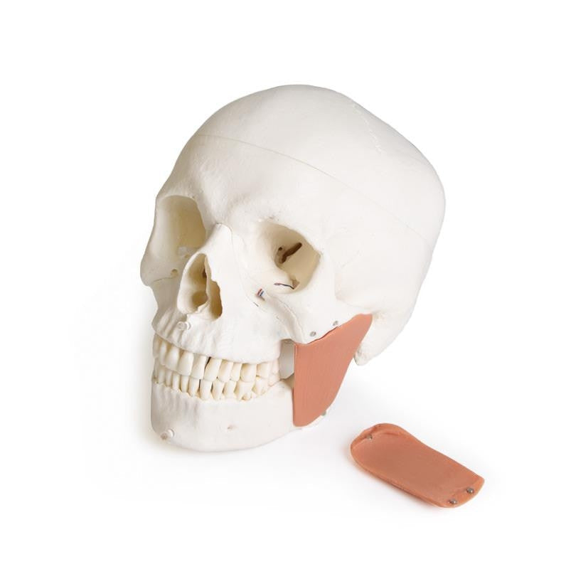 Skull model for dentistry with TMJ syndrome, 8 parts