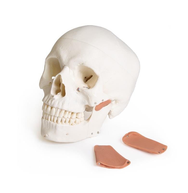 Skull model for dentistry with TMJ syndrome, 8 parts