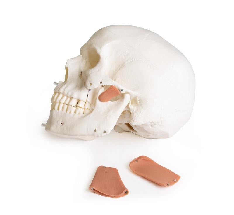 Skull model for dentistry with TMJ syndrome, 8 parts