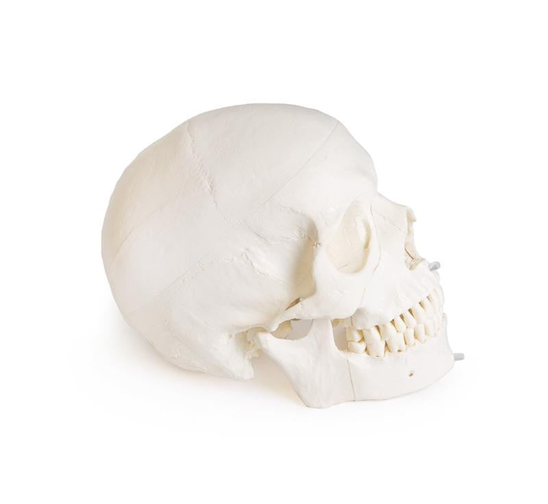 Skull model for dentistry with TMJ syndrome, 8 parts