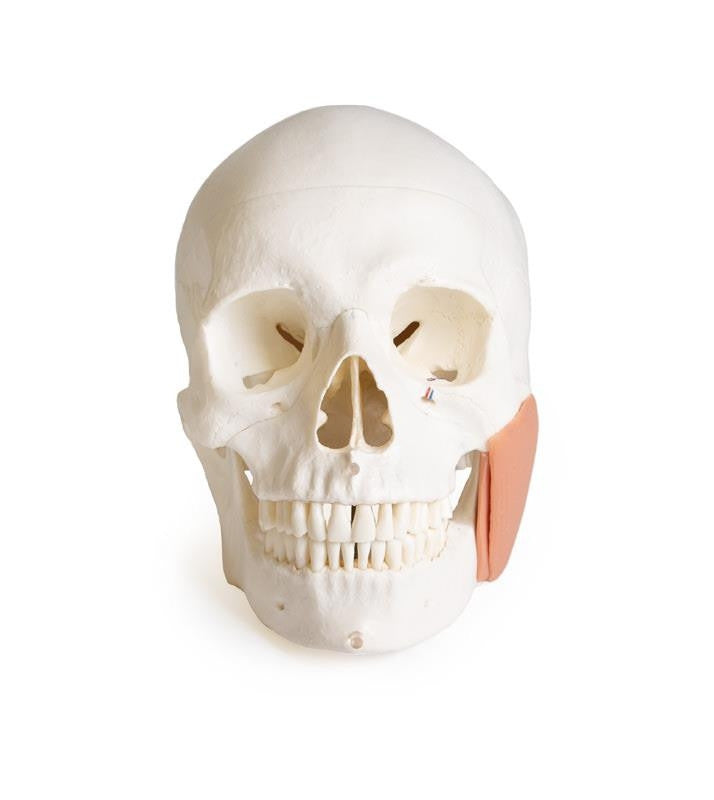 Skull model for dentistry with TMJ syndrome, 8 parts