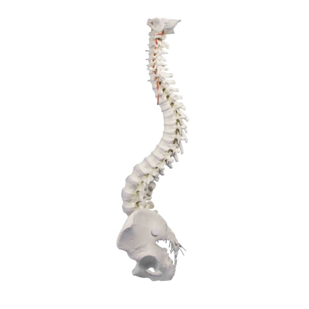 High Mobility Vertebral column with pelvis