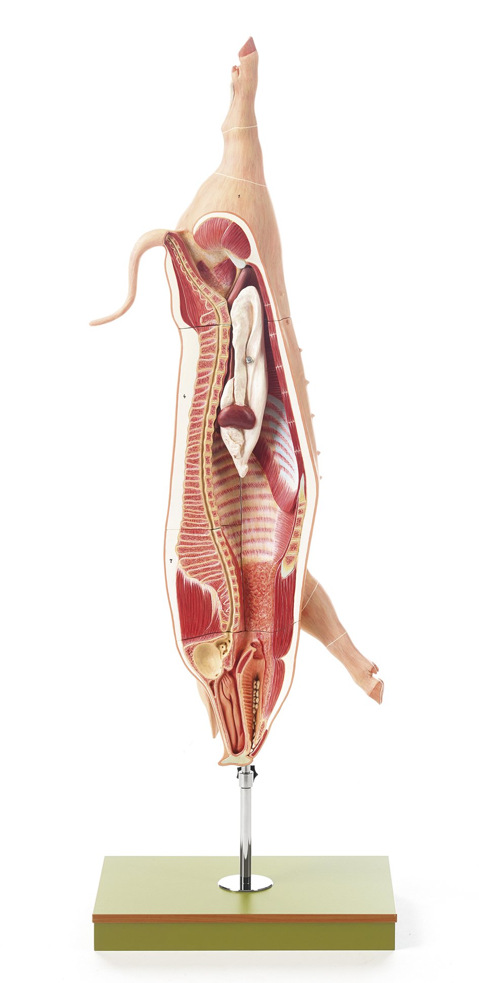 Model of the Carcass of a Pig