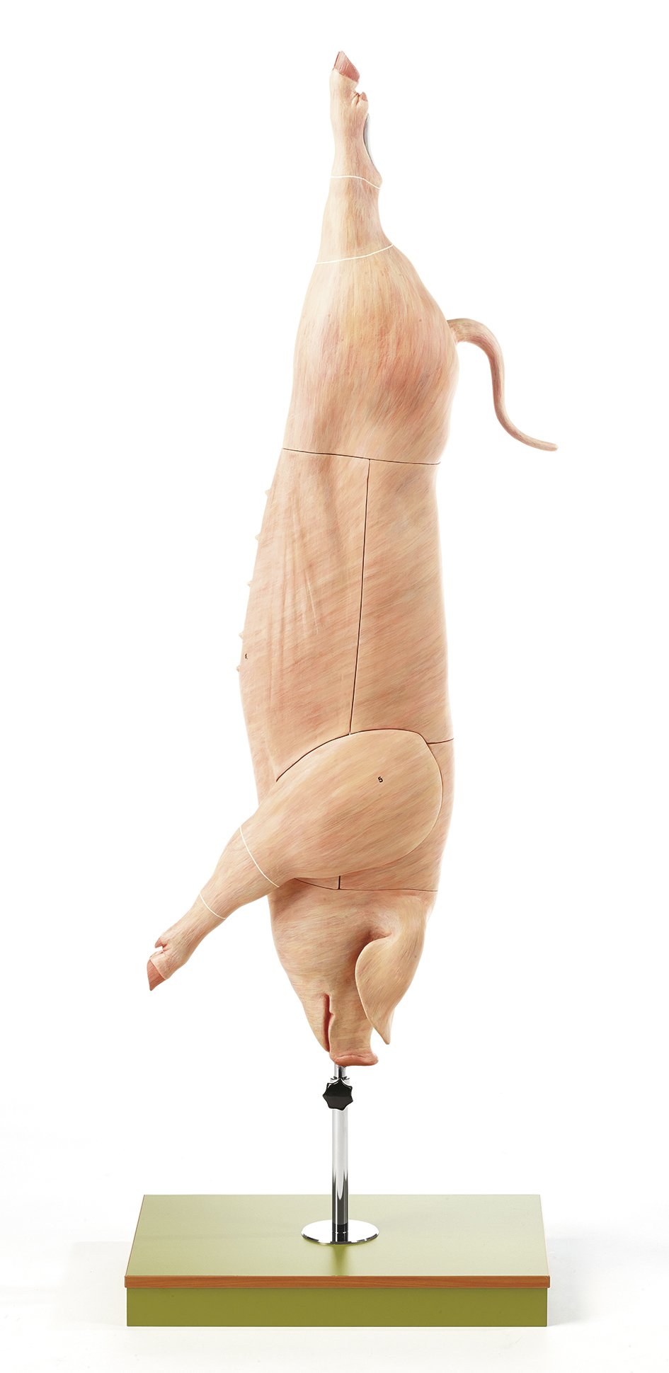 Model of the Carcass of a Pig