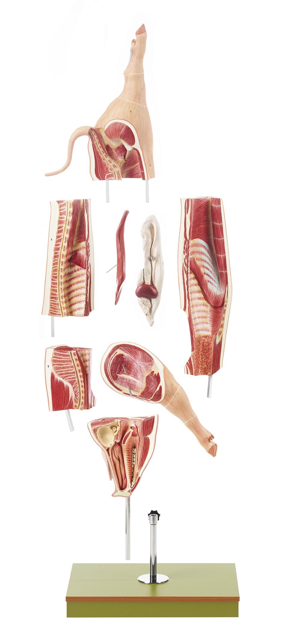 Model of the Carcass of a Pig