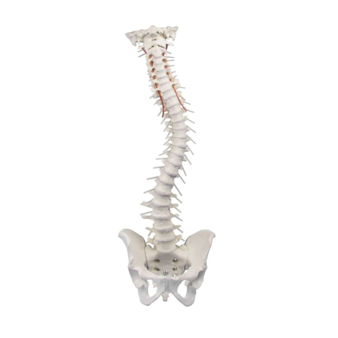 High Mobility Vertebral column with pelvis