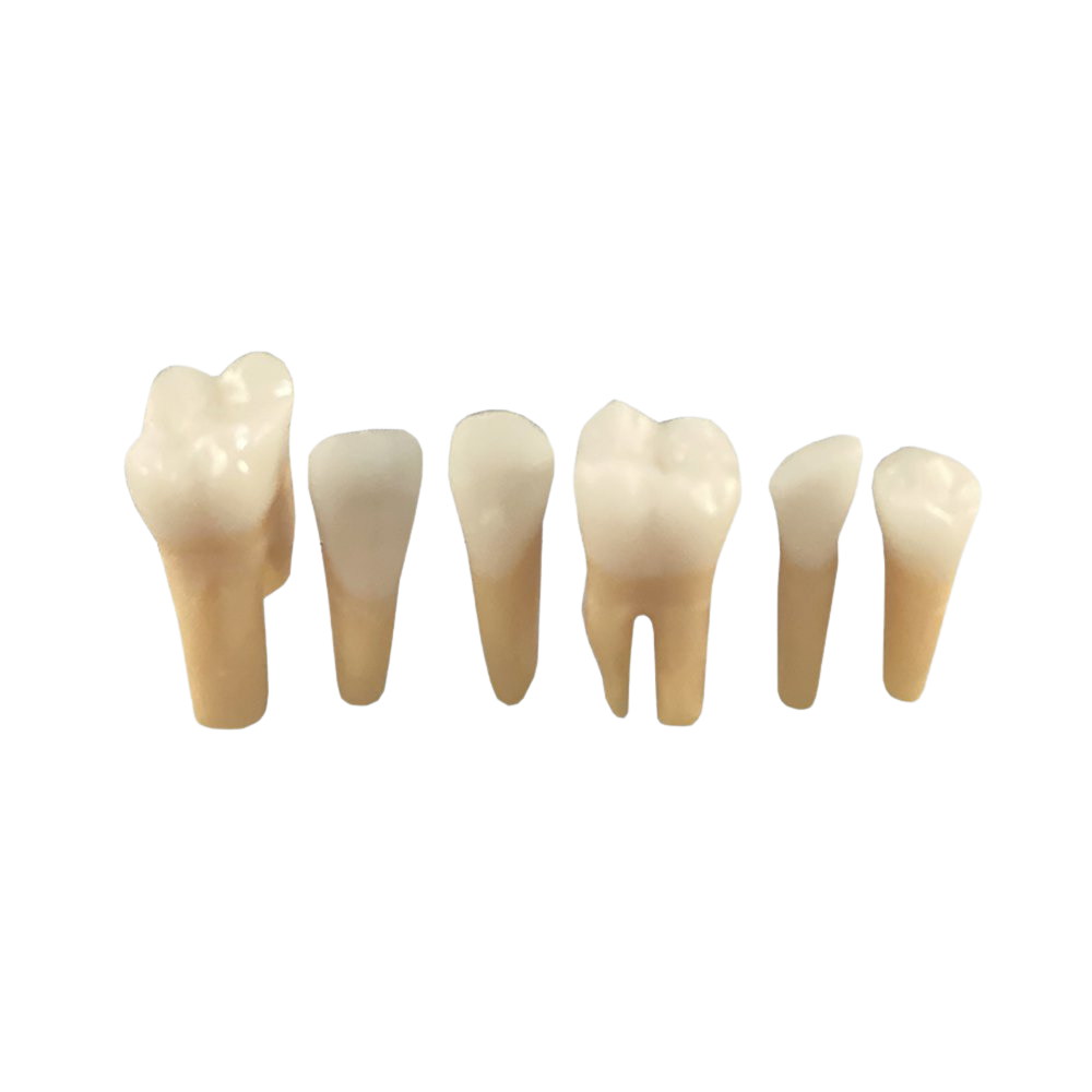 Replacement teeth for TR56 Hygiene model - no calculus