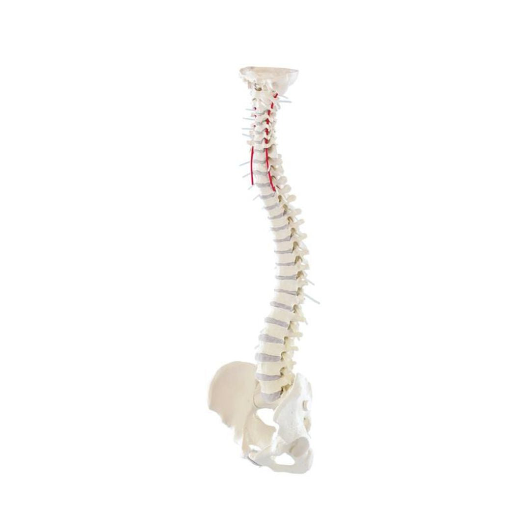 High Mobility Vertebral column with pelvis