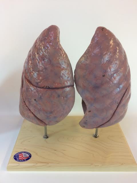 0193-00 Human Lungs Naturalistic