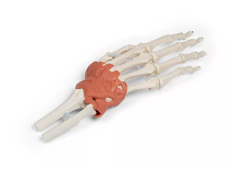 Ligamentous apparatus of the wrist