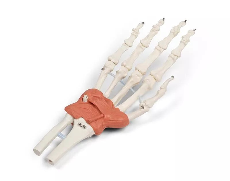 Ligamentous apparatus of the wrist