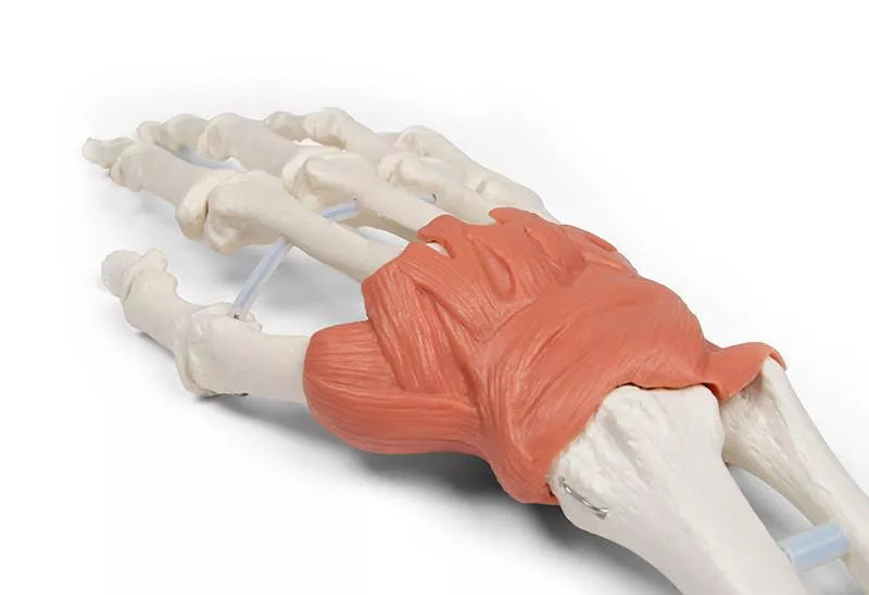 Ligamentous apparatus of the wrist
