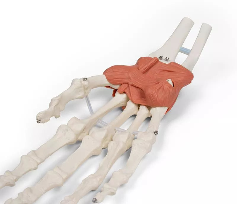 Ligamentous apparatus of the wrist