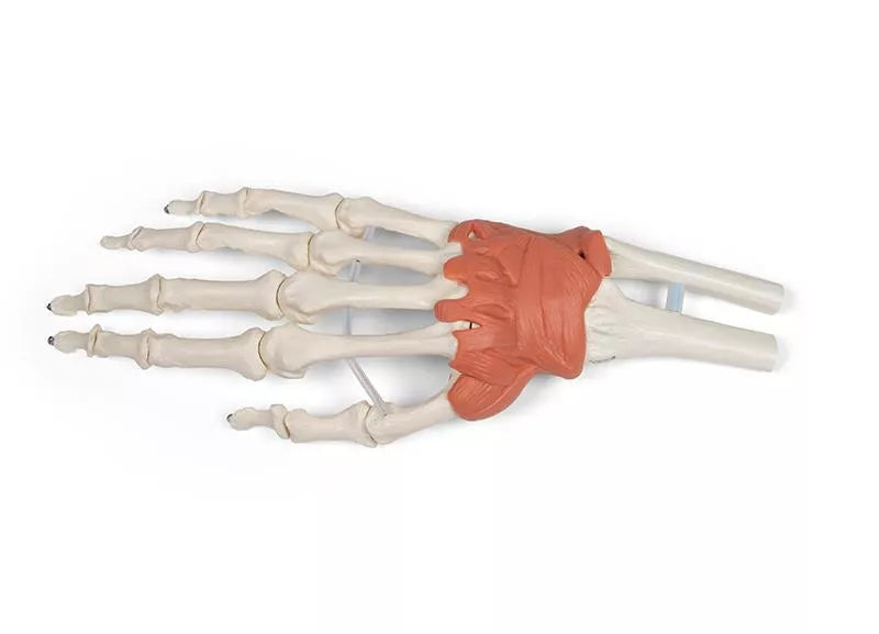 Ligamentous apparatus of the wrist