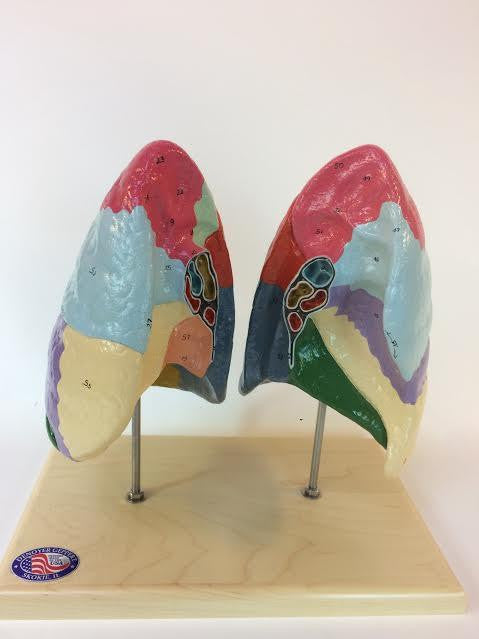 0194-00 Color-Coded Segmented Lungs