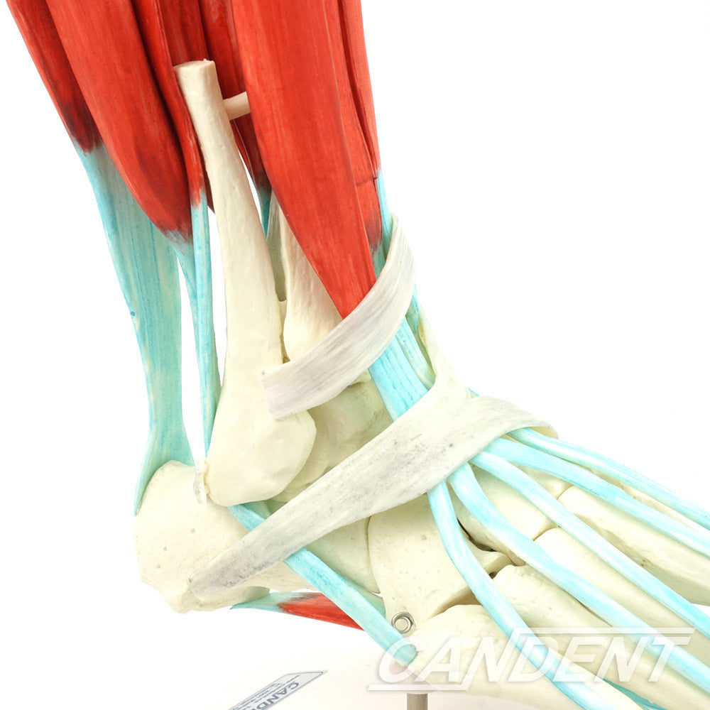 Foot skeleton with ligaments - ankle close up