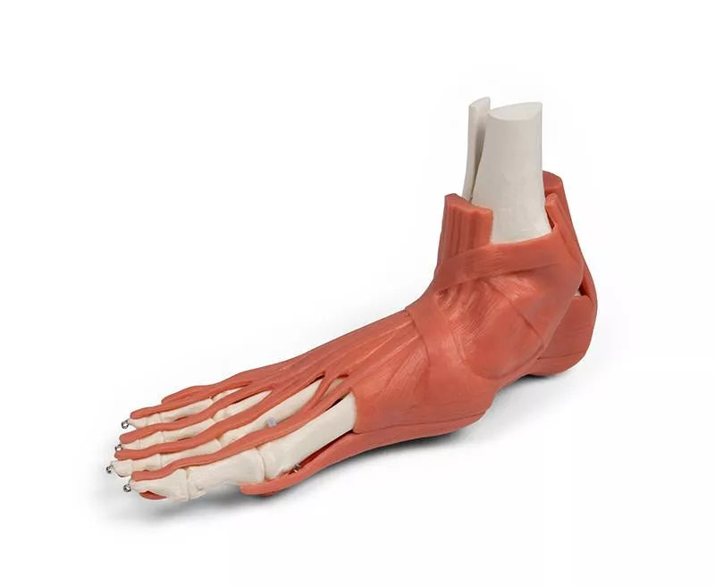 Muscles and tendons of the foot