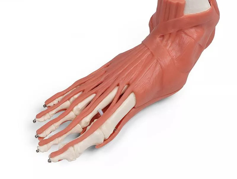 Muscles and tendons of the foot