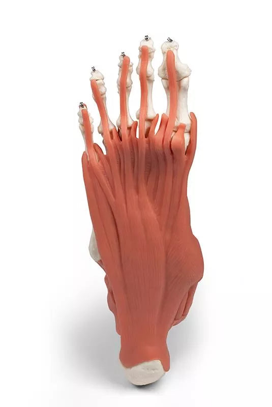 Muscles and tendons of the foot