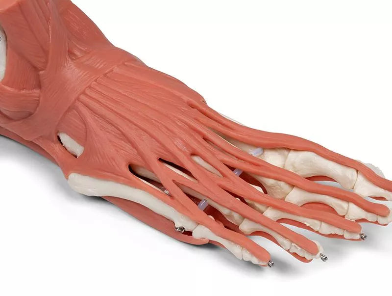 Muscles and tendons of the foot