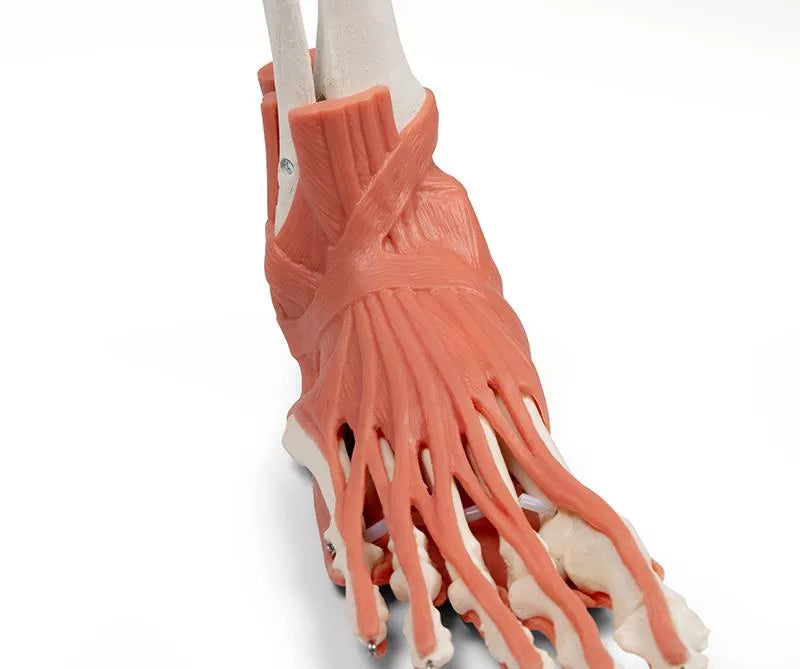 Muscles and tendons of the foot