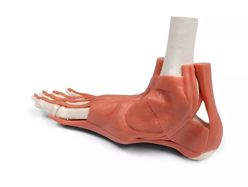 Muscles and tendons of the foot
