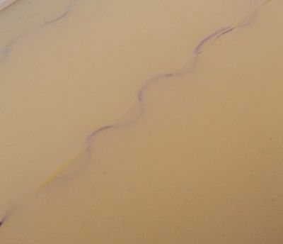 Transparent Intracutaneous Suture Pad for use with trainer 7060