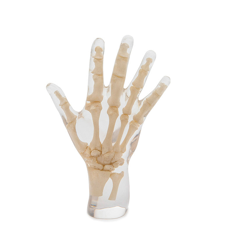X-Ray Phantom Hand, transparent