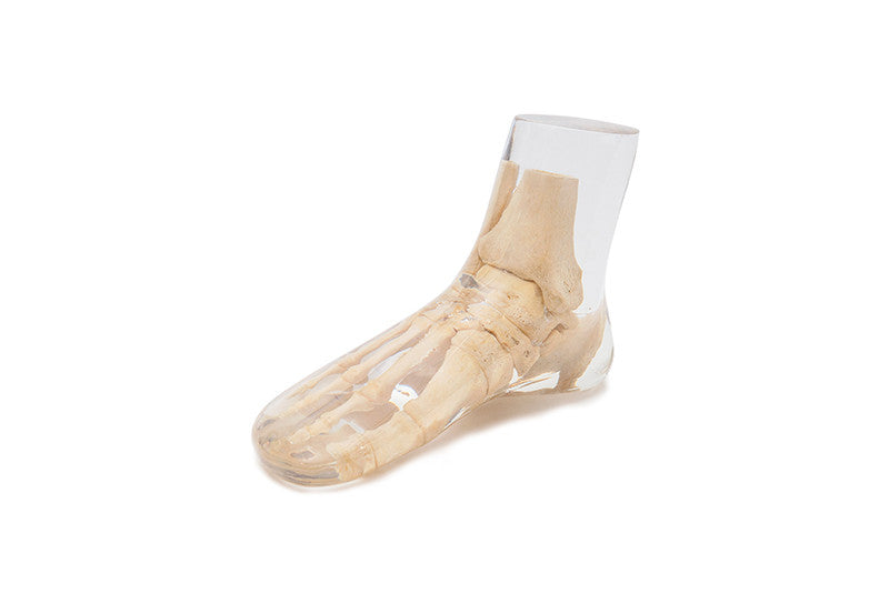 X-Ray Phantom Foot, transparent
