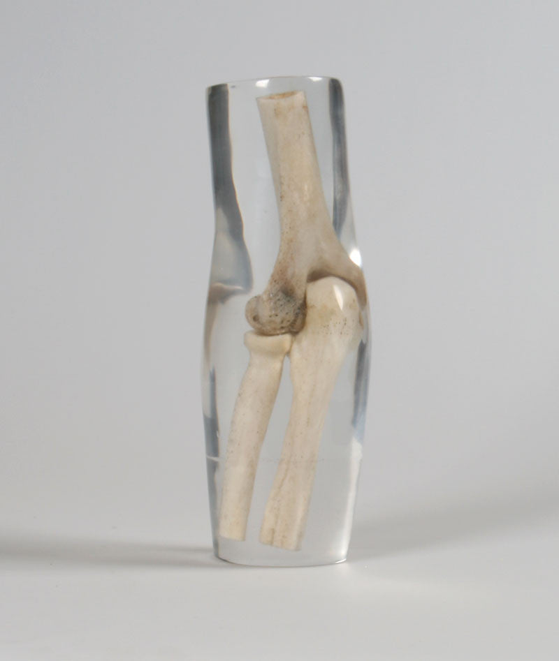 X-Ray Phantom Elbow, transparent