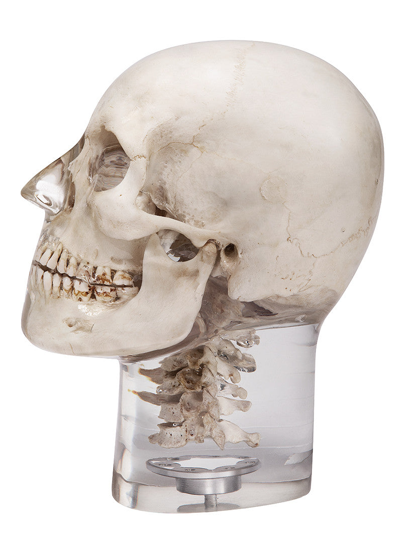 X-ray phantom head with cervical vertebrae, transparent