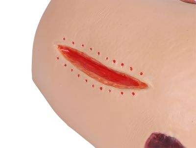 Decubitus Dan care and dressing simulator