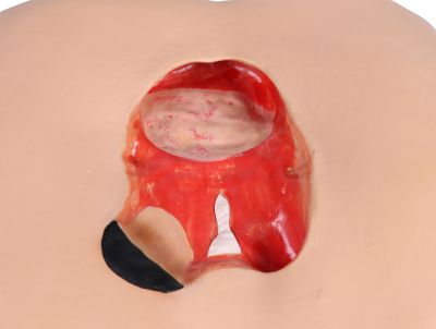 Decubitus Dan care and dressing simulator