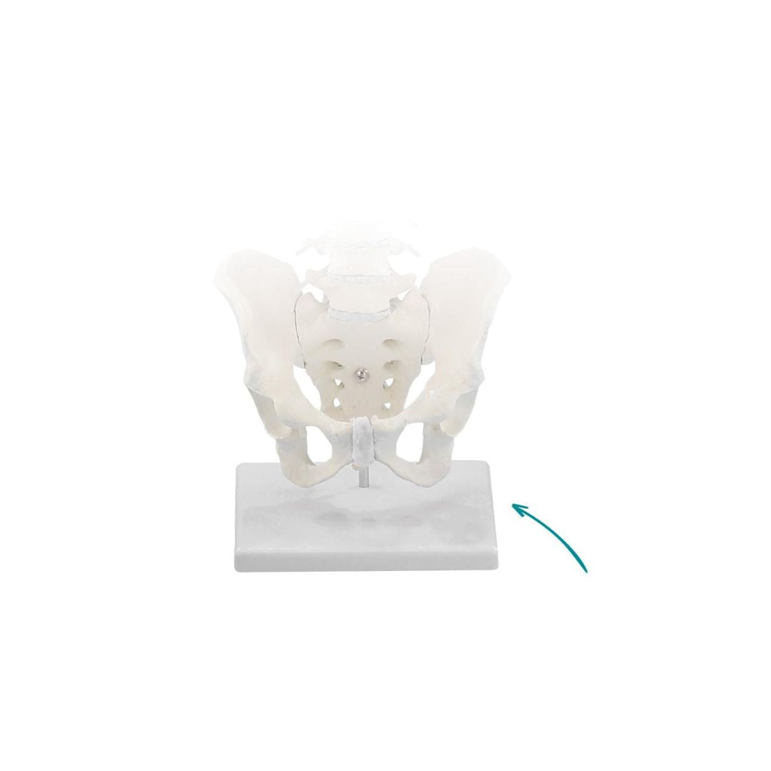 Stand for spine