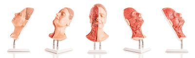 Head for facial injections with muscles, arteries and nerves - Erler-Zimmer 8210, view 3