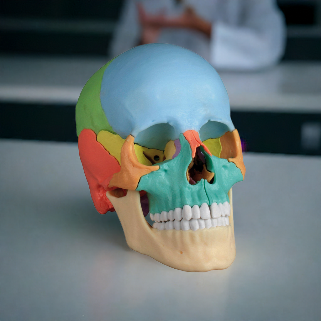 Osteopathic Skull Model, 22 part, didactical version - EZ Augmented Anatomy